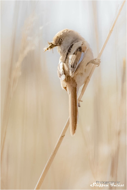 Bearded tit (female), Bartmeise (Weibchen), skægmejse (hun)  (Panurus biarmicus)