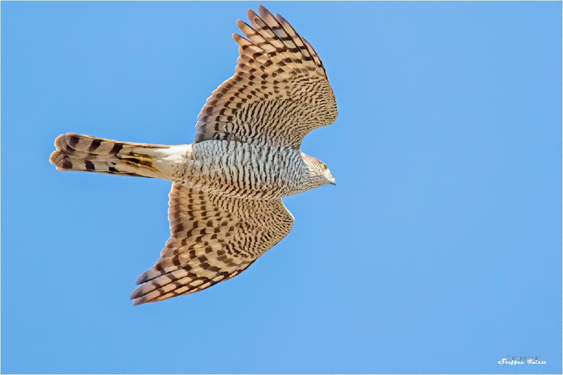 Eurasian sparrowhawk (female), Sperber (Weibchen), spurvehøg (hun) (Accipiter nisus)