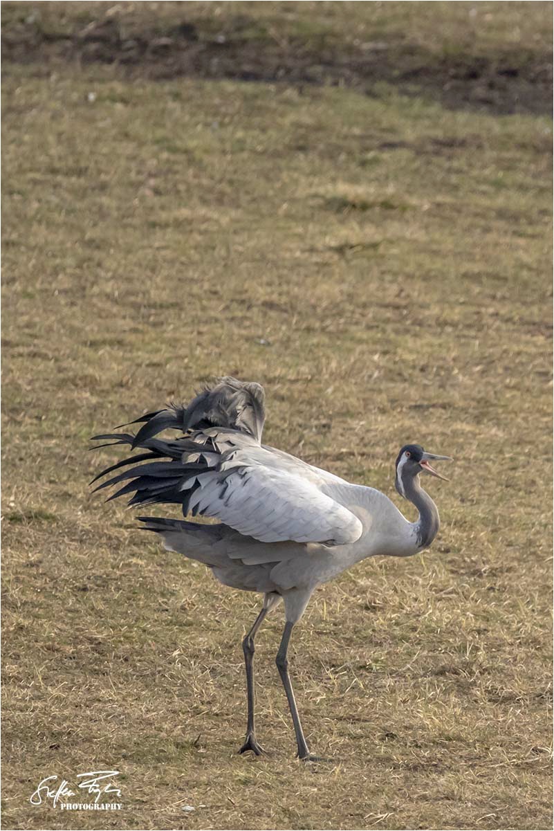 Dancing crane, tanzende Kranich, dansende trane (grus grus)