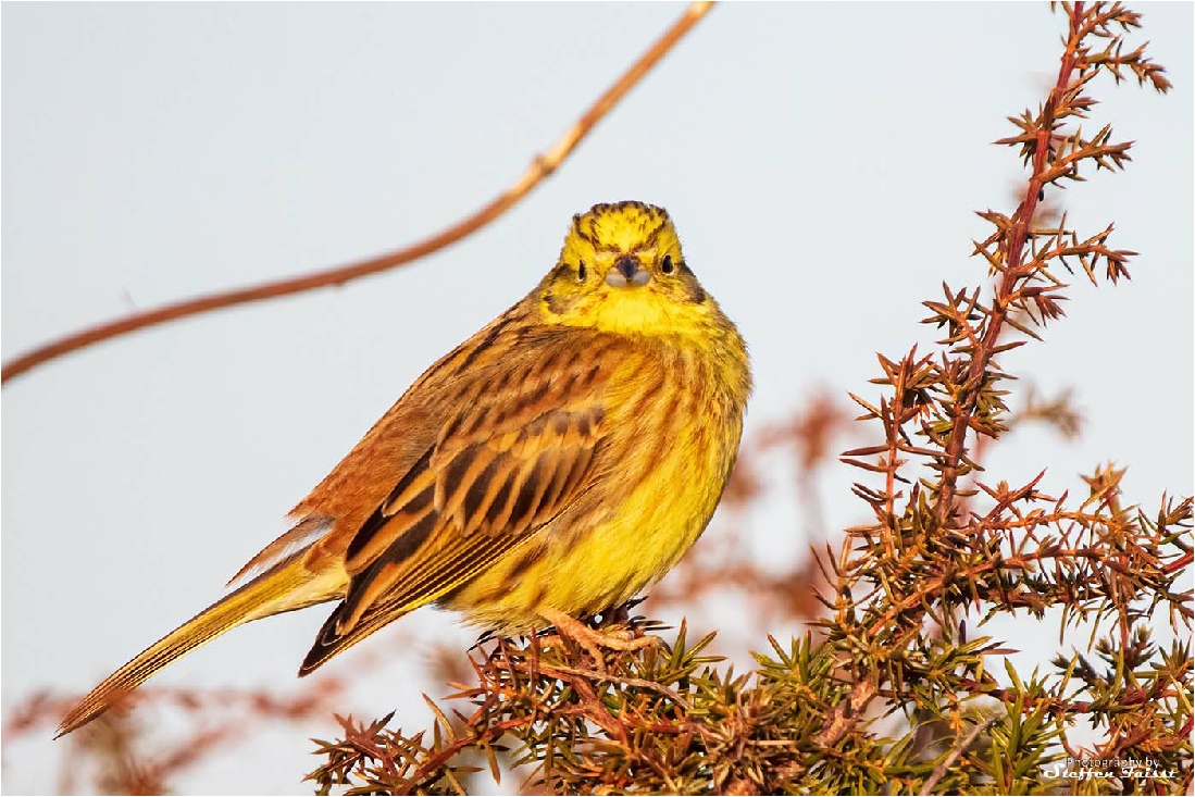 Yellowhammer, Goldammer, guldspurv (Emberiza citrinella)