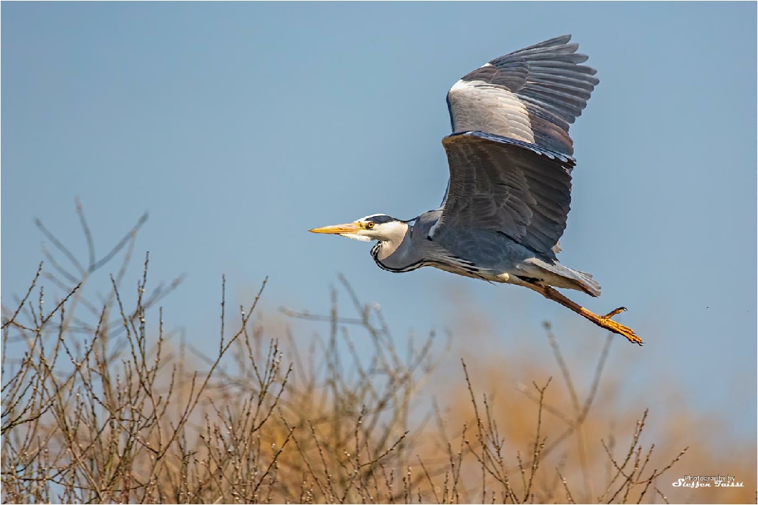 Grey heron, Graureiher, fiskehejre (Ardea cinerea)