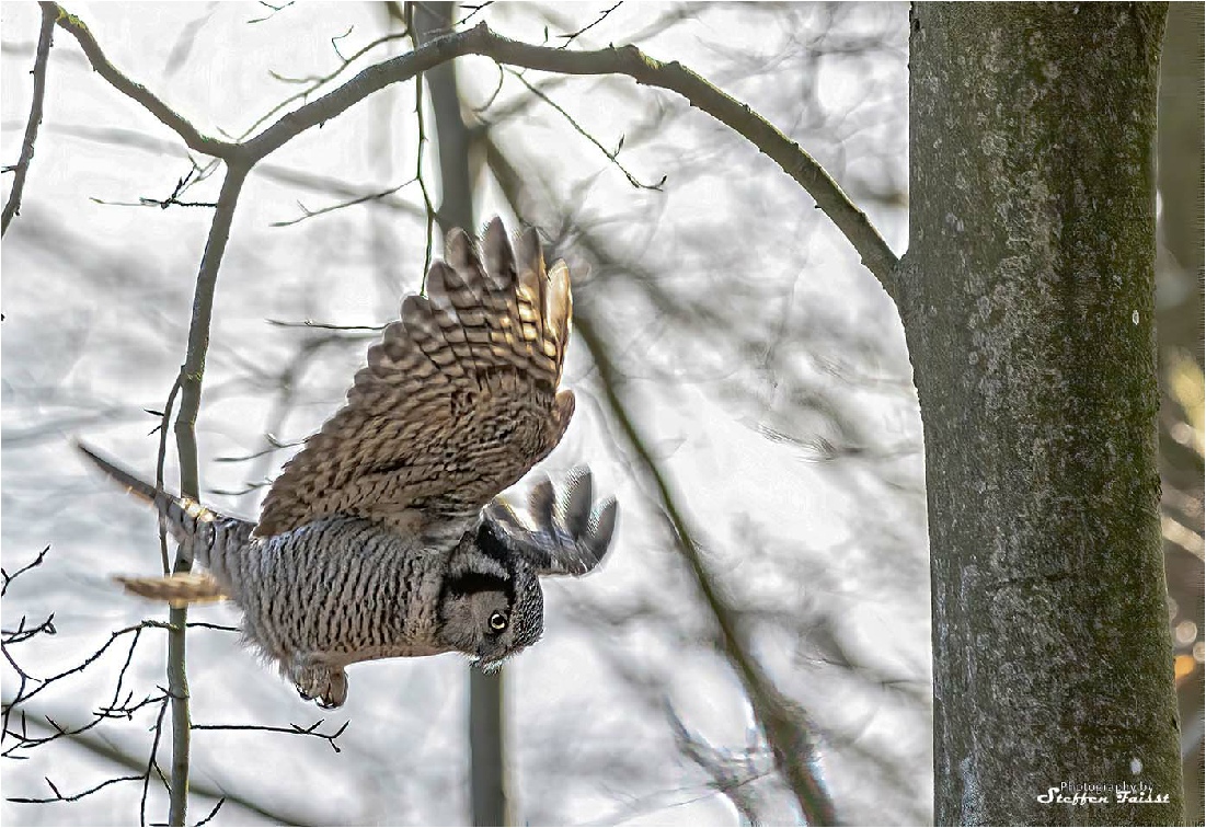 Northern hawk-owl, Sperbereule, høgeugle