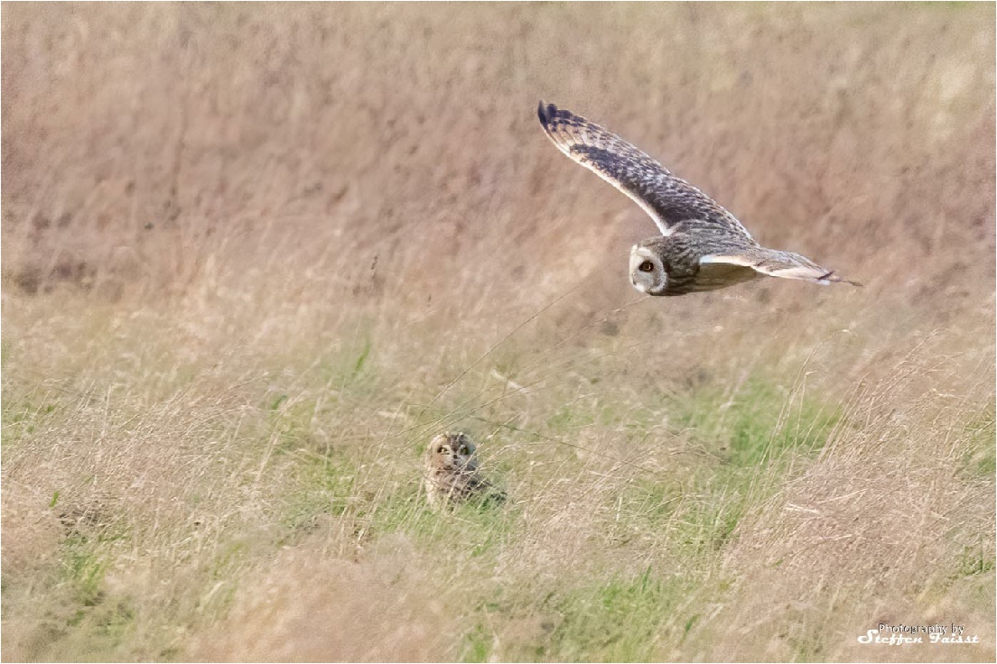 Long-eared owl, Sumpfohreule, mosehornugle