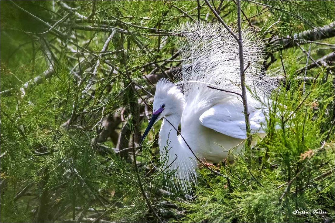 Little Egret, Seidenreiher, silkehejre (Egretta garzetta)