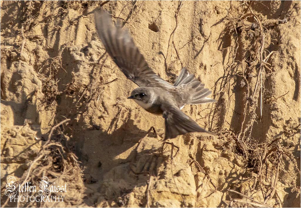 Sand martin, Uferschwalbe (auch Rheinschwalbe), digesvale (Riparia riparia)