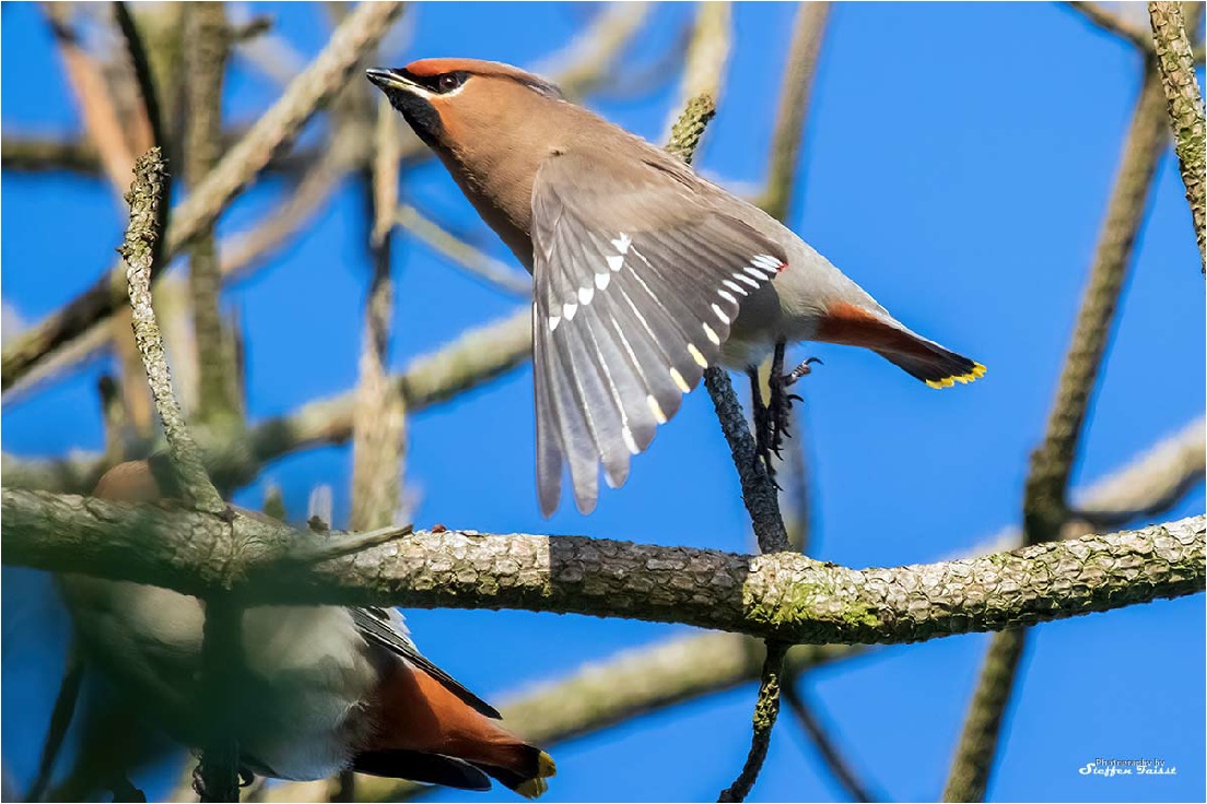 Bohemian waxwing, Seidenschwanz, silkehale (Bombycilla garrulus)