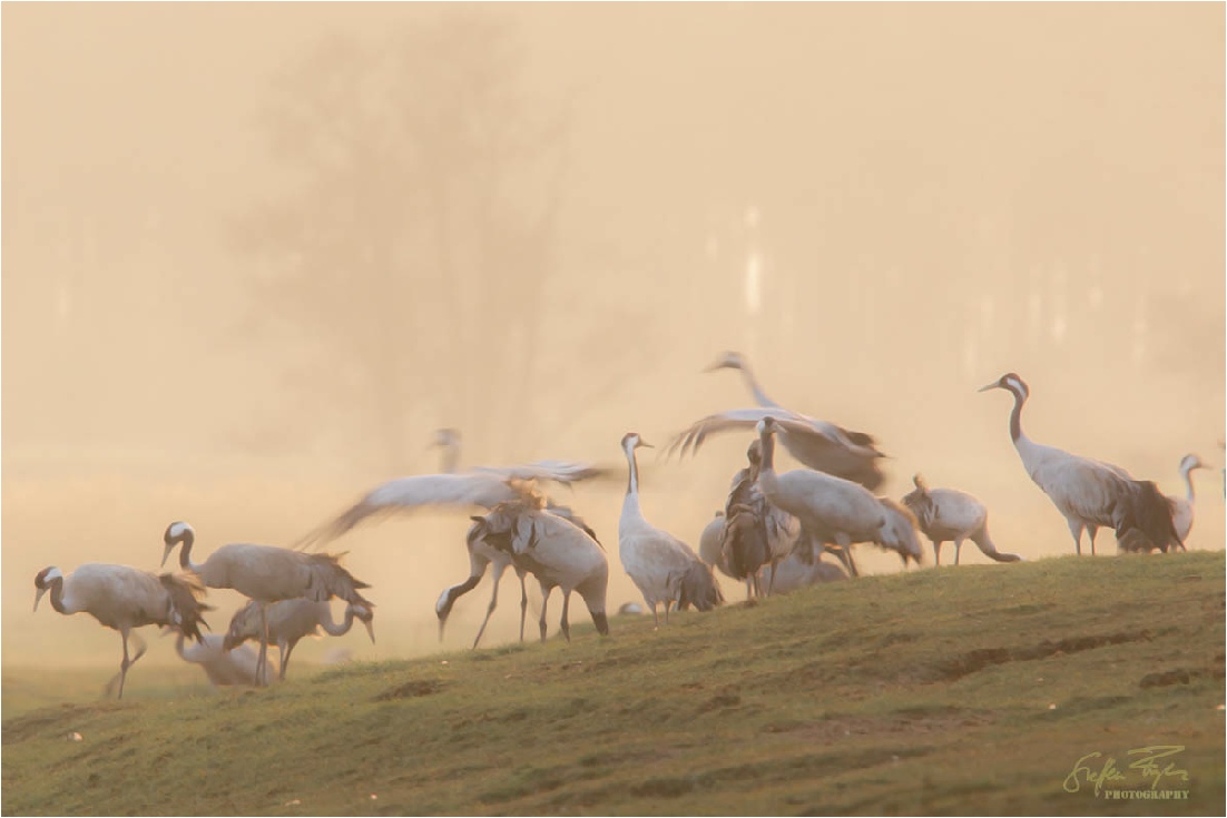 Dancing cranes, tanzende Kraniche, dansende traner (Grus grus)