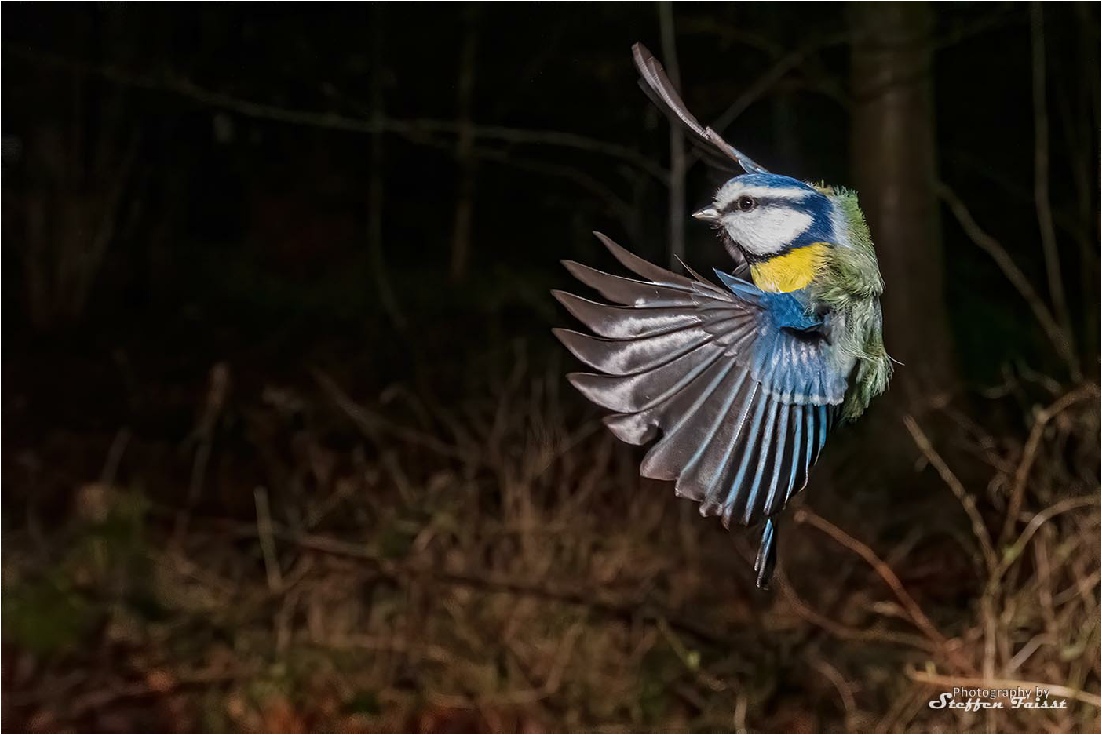 Blue tit, Blaumeise, blåmejse (Cyanistes caeruleus, Syn.: Parus caeruleus)