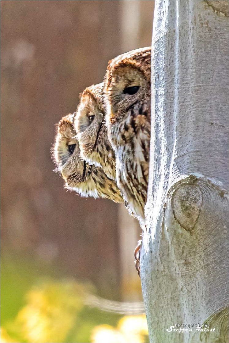 Brown owl looking for prey, Waldkauz sieht eine Maus, natugle ser en mus