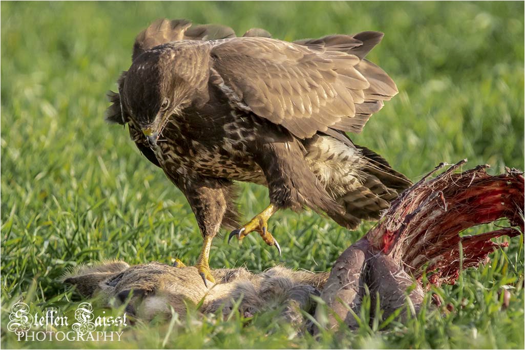 Common buzzard, Mäusebussard, musvåge