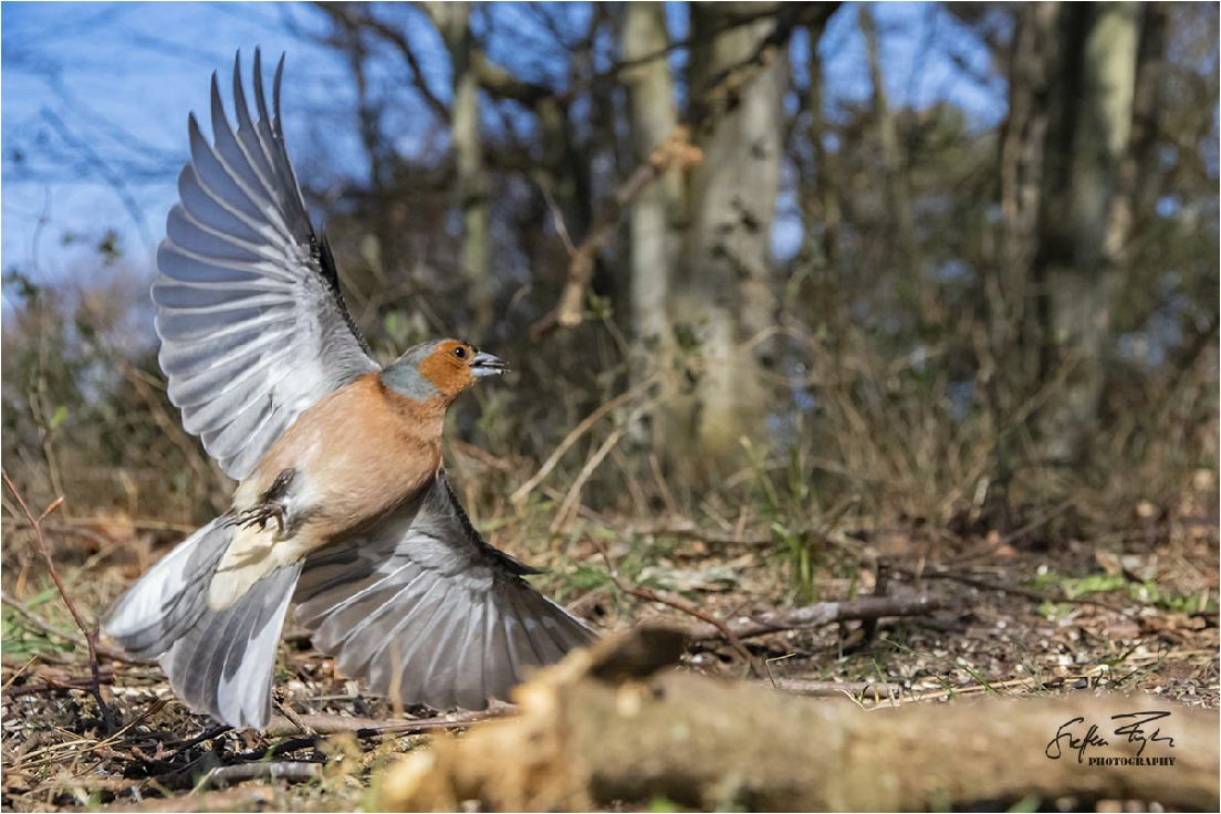 caffinch, Buchfink, bogfinke (Fringilla coelebs)
