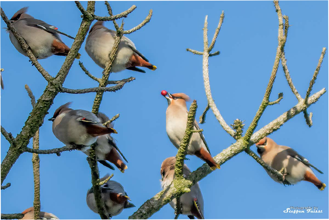 Bohemian waxwings, Seidenschwänze, silkehaler (Bombycilla garrulus)