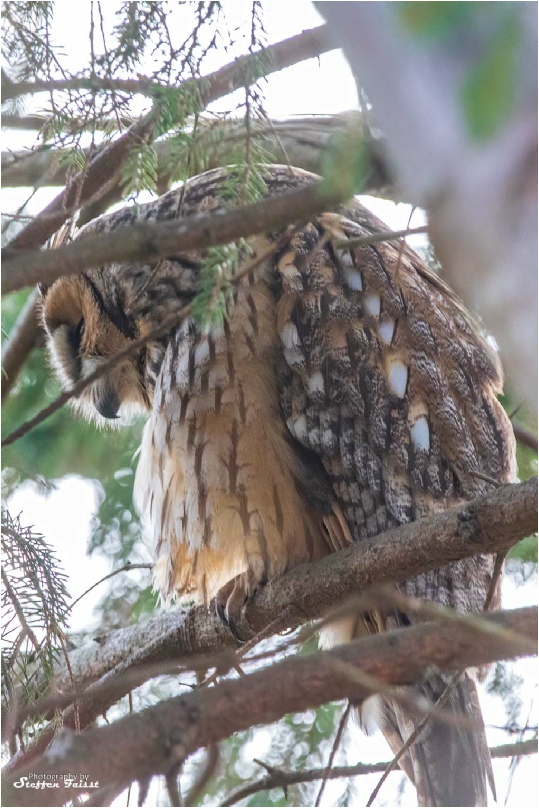 Long-eared owl, Waldohreule, skovhornugle