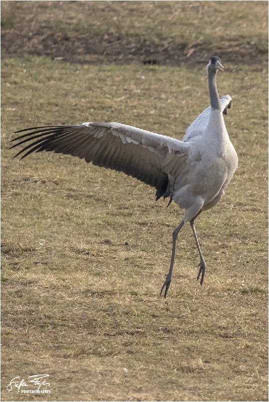 Dancing crane, tanzende Kranich, dansende trane (grus grus)