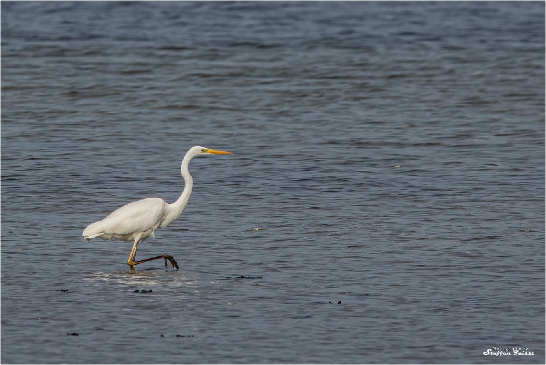 Great White Egret, Silberreiher, sølvhejre (Ardea alba)