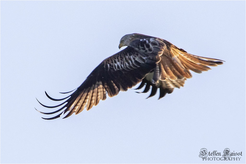 Red kite, Rotmilan (auch Gabelweihe oder Königsweihe), rød glente (Milvus milvus)