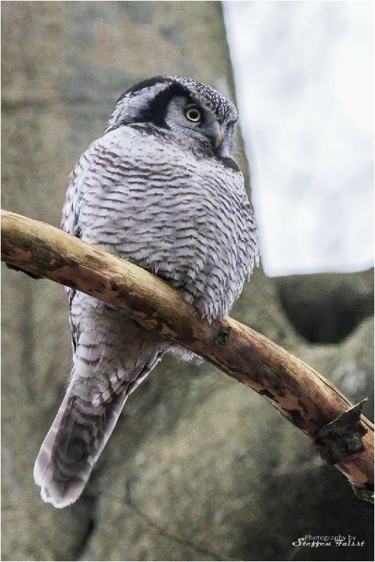 Northern hawk-owl, Sperbereule, høgeugle