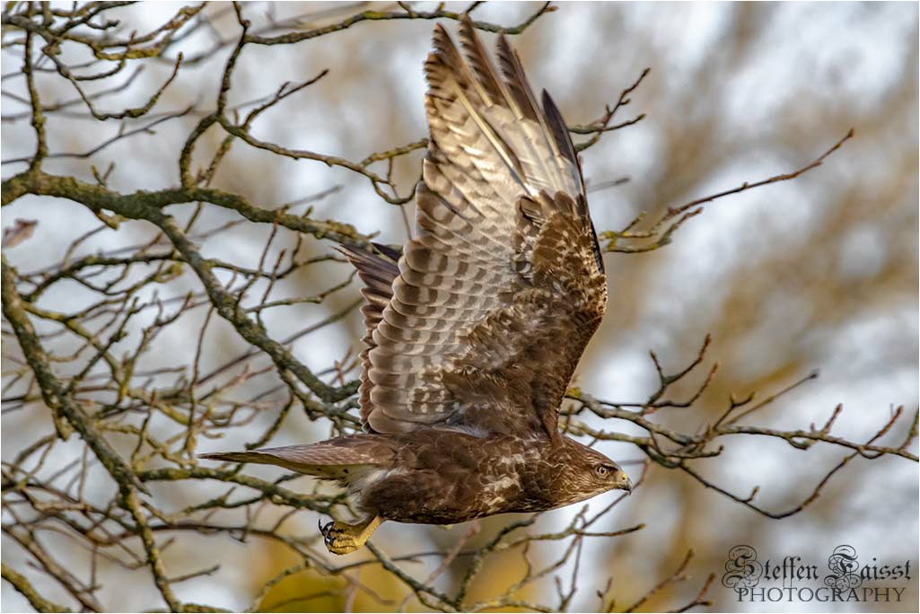 Common buzzard, Mäusebussard, musvåge