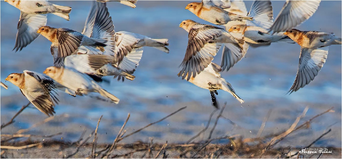 Snow Bunting, Schneeammer, snespurv (Plectrophenax nivalis)