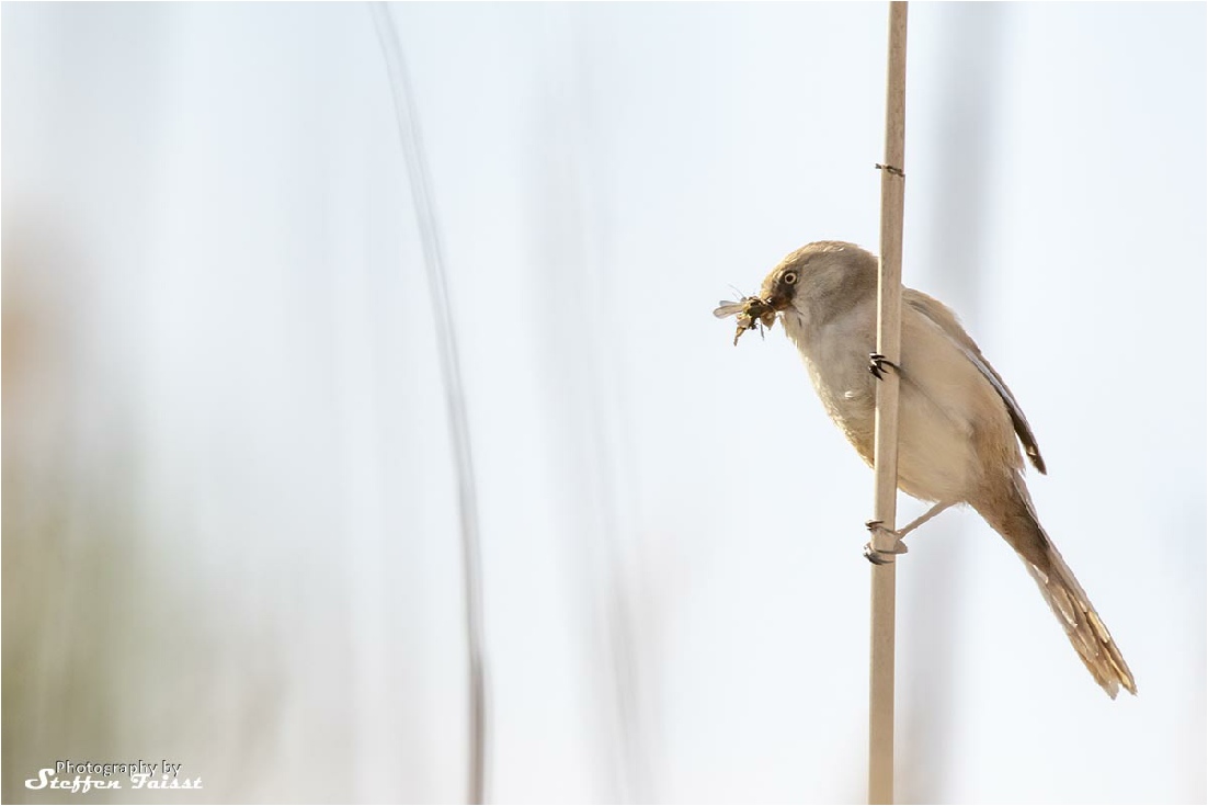 Bearded tit (female), Bartmeise (Weibchen), skægmejse (hun) (Panurus biarmicus)