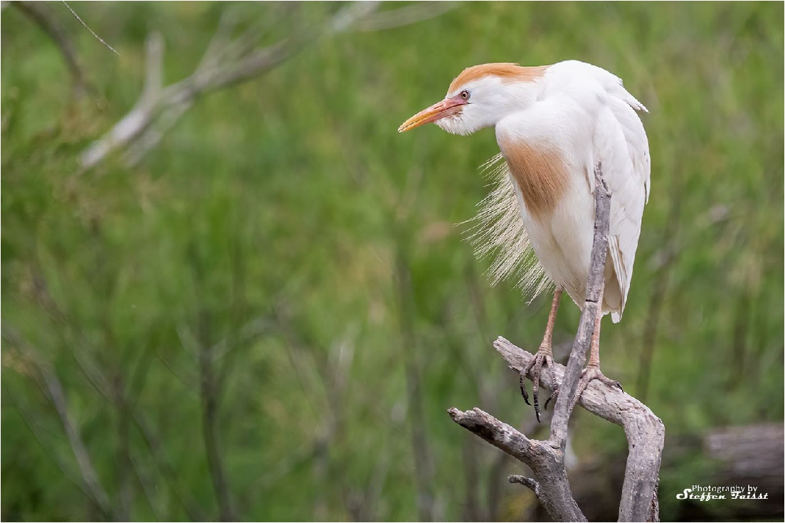 Western cattle egret, Kuhreiher, kohejre (Bubulcus ibis)