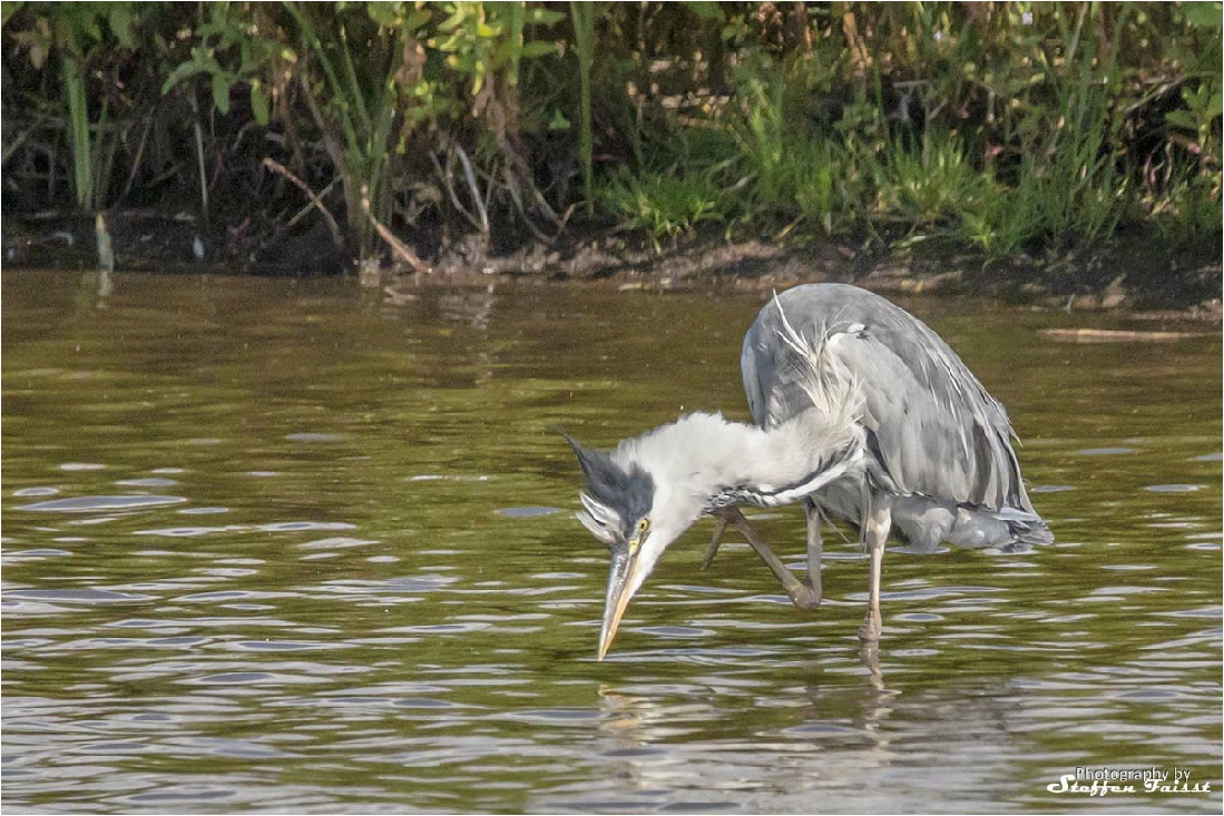 Grey heron, Graureiher, fiskehejre (Ardea cinerea)