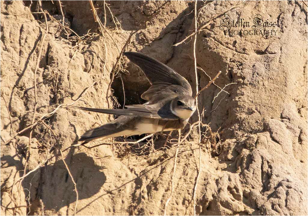 Sand martin, Uferschwalbe (auch Rheinschwalbe), digesvale (Riparia riparia)