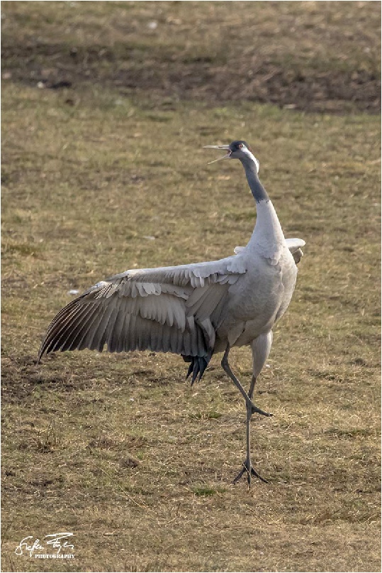 Dancing crane, tanzende Kranich, dansende trane (grus grus)