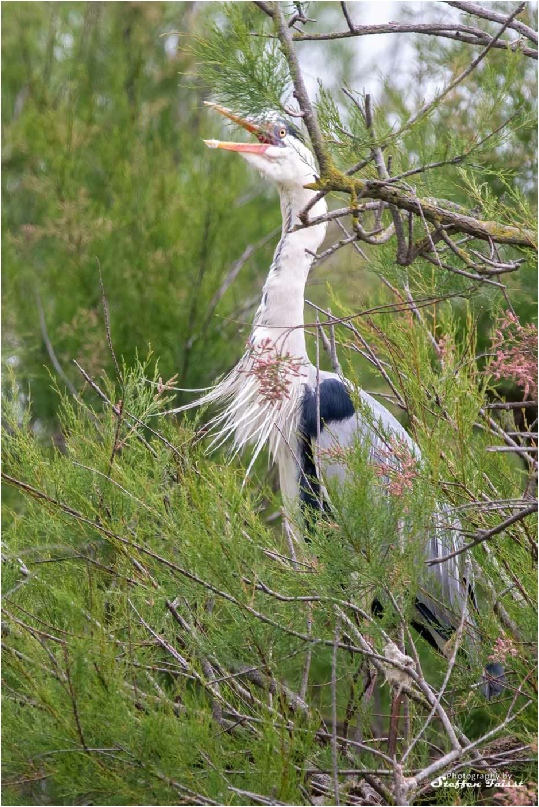 Grey heron, Graureiher, fiskehejre (Ardea cinerea)