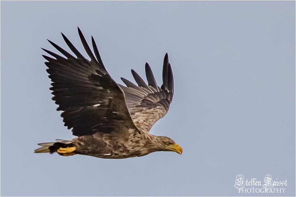 White-tailed eagle, Seeadler, havørn  (Haliaeetus albicilla)