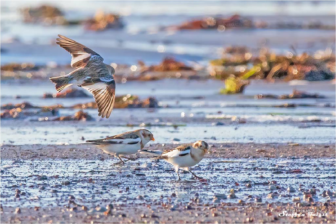 Snow Bunting, Schneeammer, snespurv (Plectrophenax nivalis)