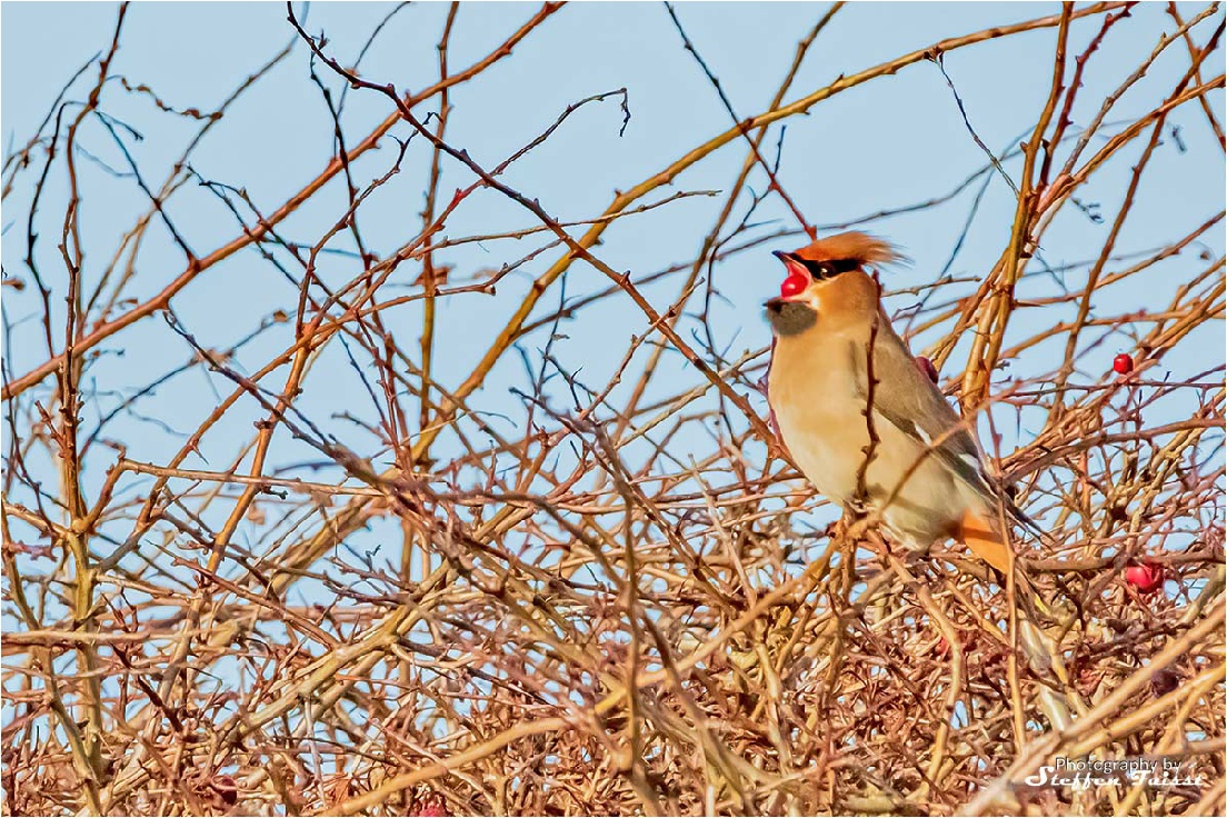 Bohemian waxwing, Seidenschwanz, silkehale (Bombycilla garrulus)