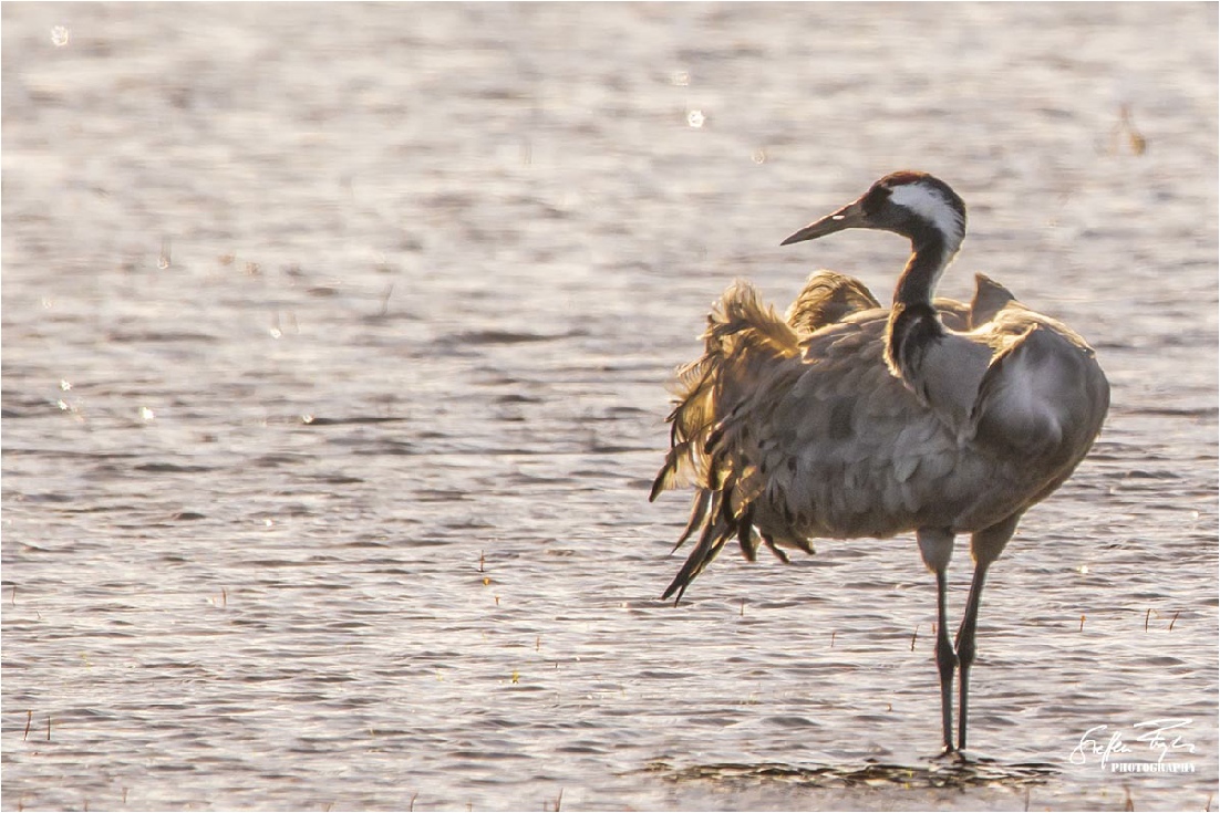 Crane, Kranich, trane (Grus grus)