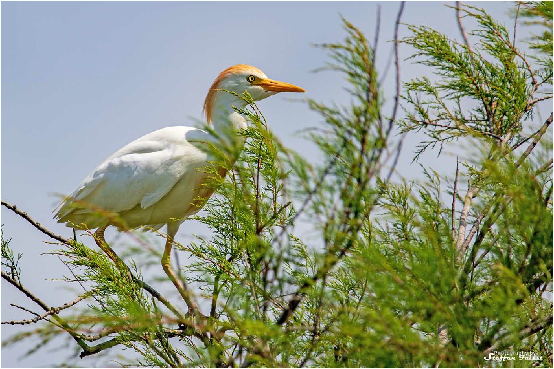 Western cattle egret, Kuhreiher, kohejre (Bubulcus ibis)