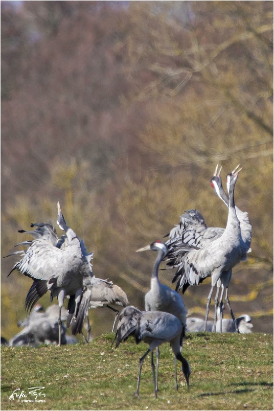 Dancing cranes, tanzende Kraniche, dansende traner (grus grus)