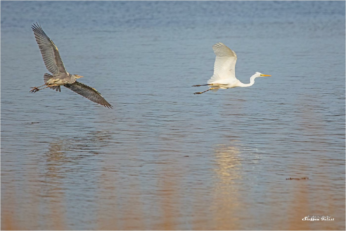 Great White Egret, Silberreiher, sølvhejre (Ardea alba)