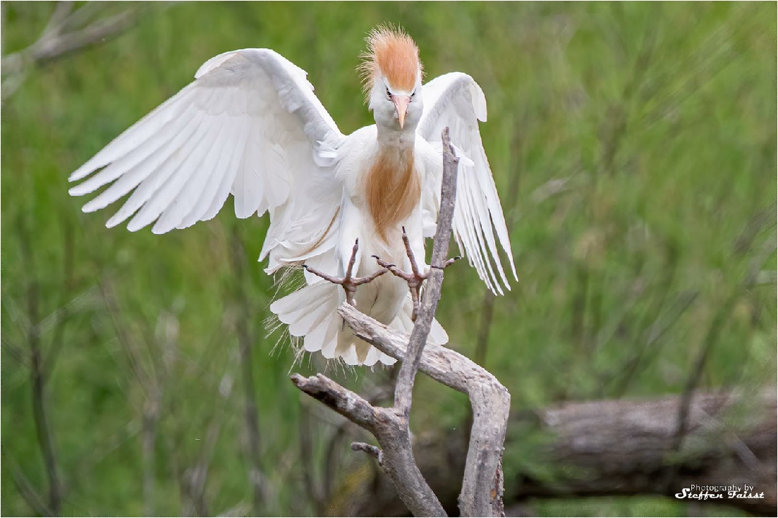 Western cattle egret, Kuhreiher, kohejre (Bubulcus ibis)