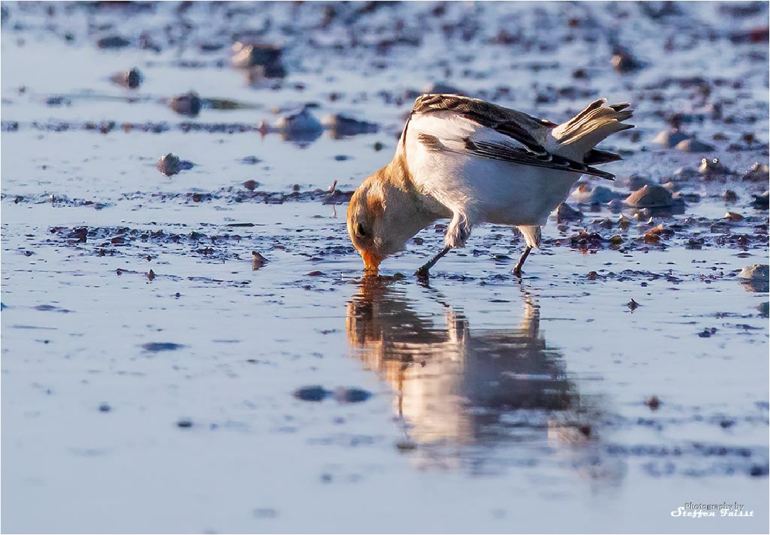 Snow Bunting, Schneeammer, snespurv (Plectrophenax nivalis)