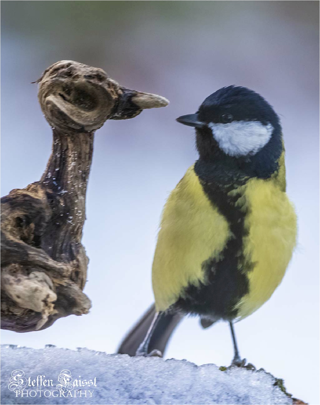 Great tit, Kohlmeise, musvit (Parus major)