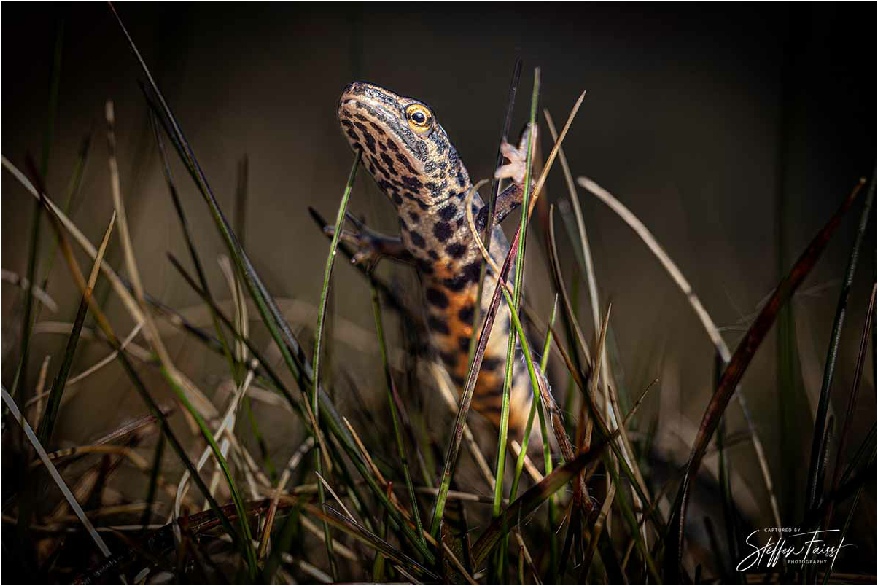 Common newt after hibernation