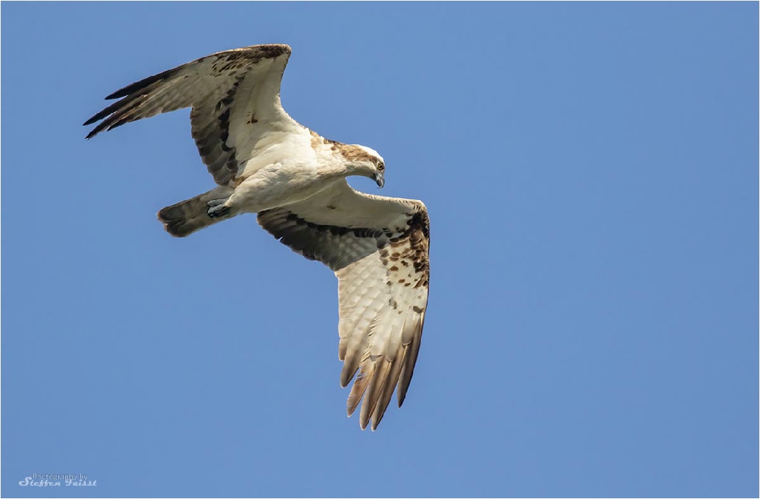 Western osprey, Fischadler, fiskeørn (Pandion haliaetus)