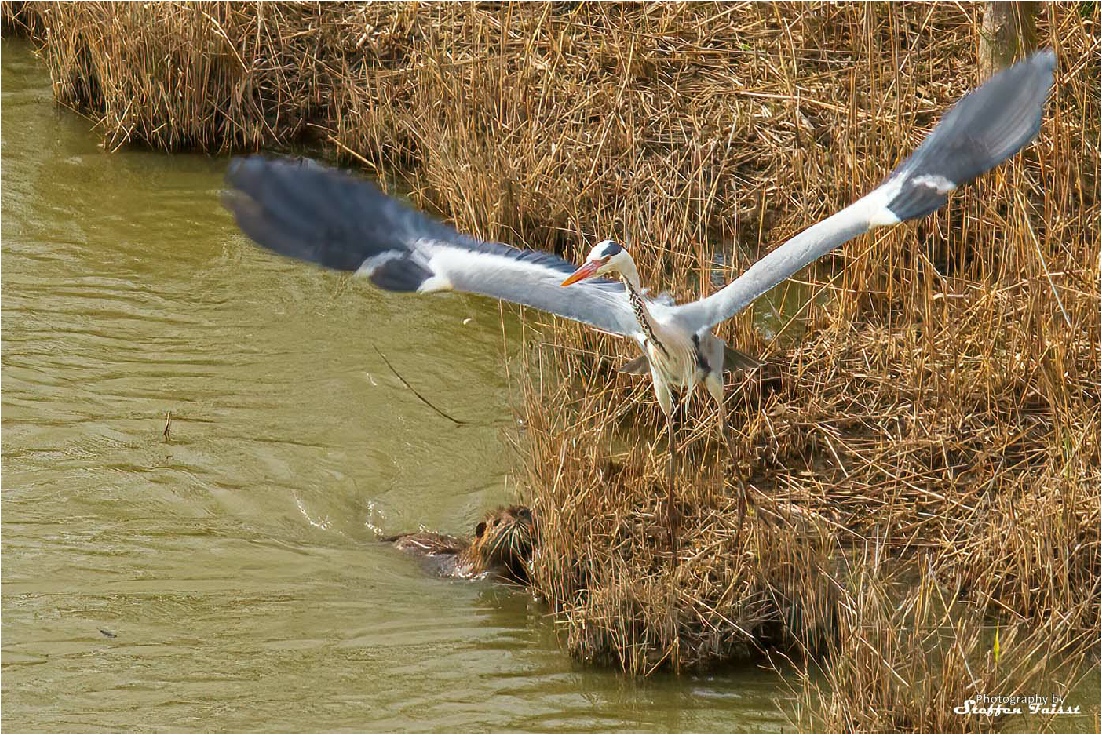 Grey heron, Graureiher, fiskehejre (Ardea cinerea)