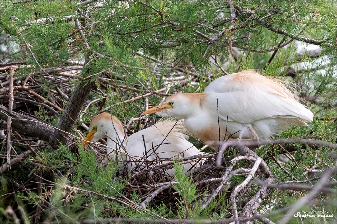 Western cattle egret, Kuhreiher, kohejre (Bubulcus ibis)