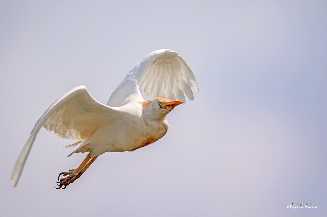 Western cattle egret, Kuhreiher, kohejre (Bubulcus ibis)