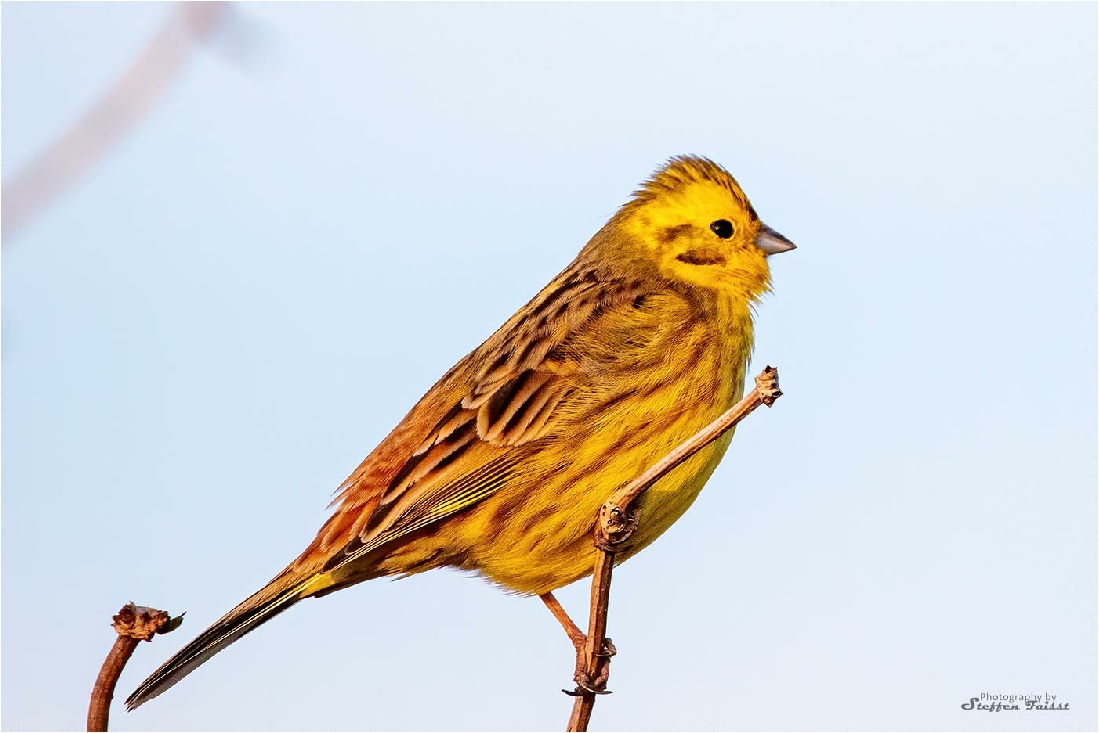 Yellowhammer, Goldammer, guldspurv (Emberiza citrinella)