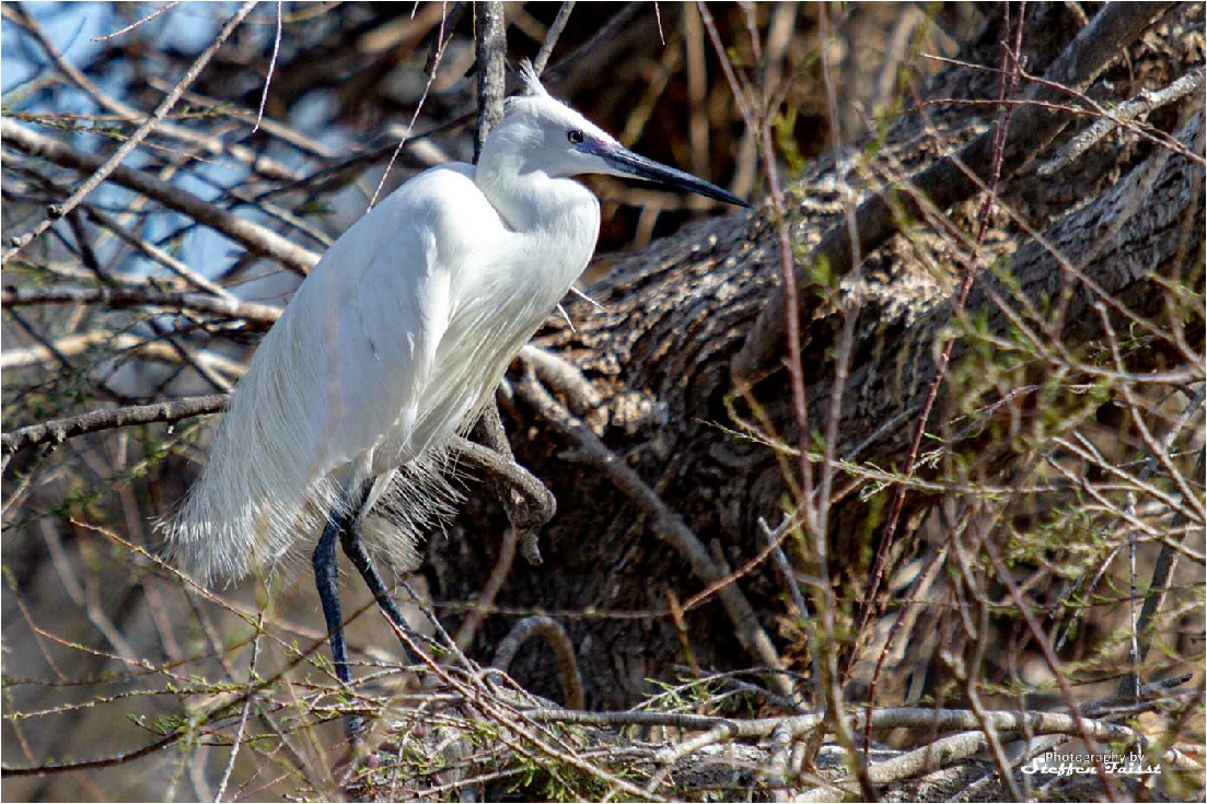 Little Egret, Seidenreiher, silkehejre (Egretta garzetta)