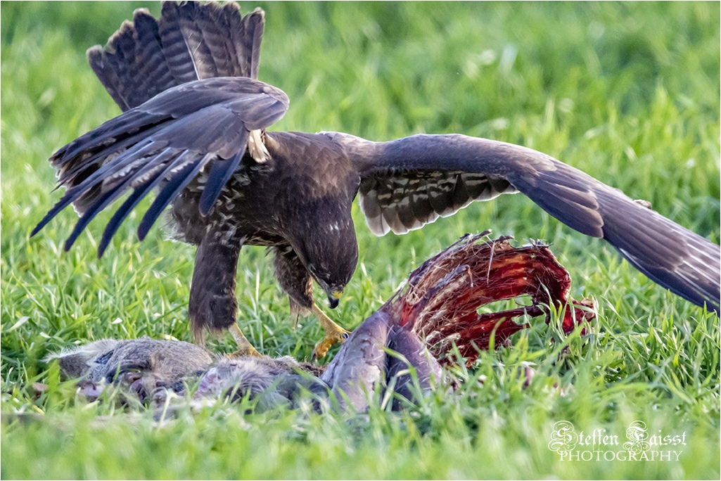 Common buzzard, Mäusebussard, musvåge