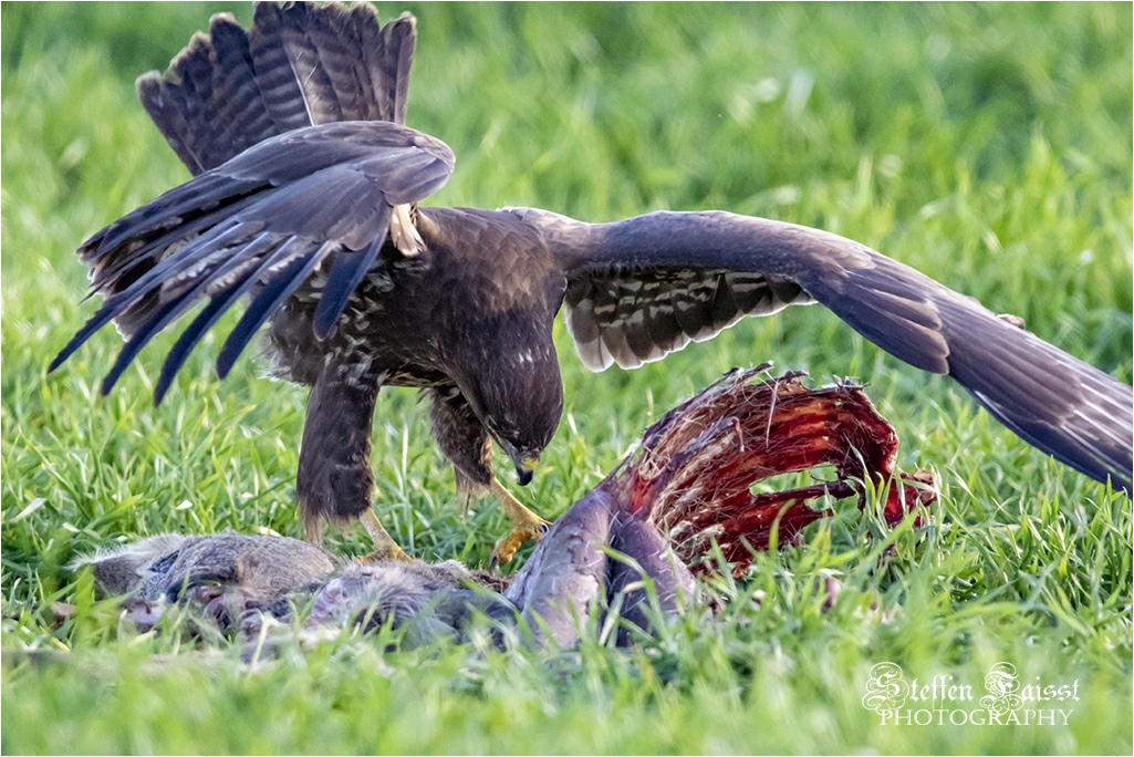 Common buzzard, Mäusebussard, musvåge