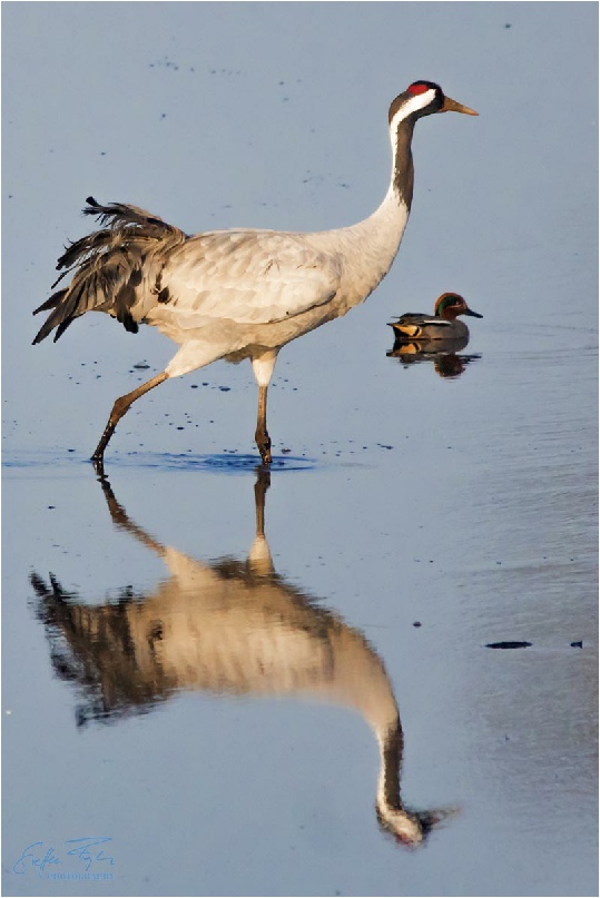 Crane, Kranich, trane (grus grus)