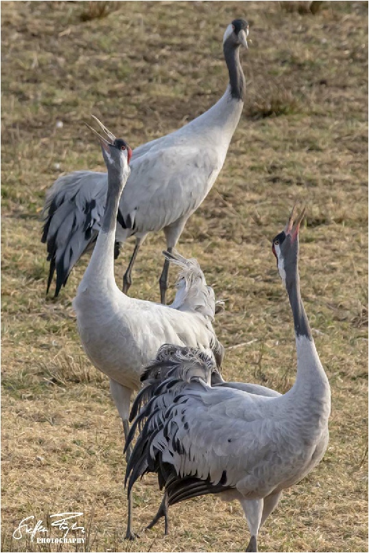 Dancing cranes, tanzende Kraniche, dansende traner (grus grus)